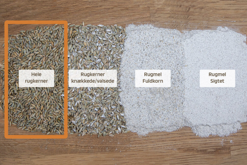 hele økologiske rugkerner fra danske mejnerts direkte fra muld til mund rug