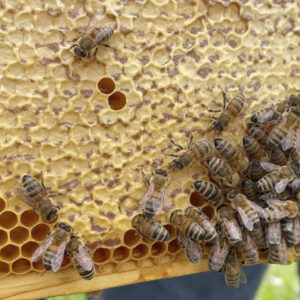 dansk flydende honning fra bistader. langs mejnerts økologiske marker på vestsjælland danmark