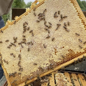 dansk flydende honning fra bistader. langs mejnerts økologiske marker på vestsjælland danmark